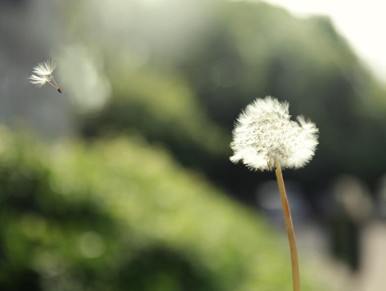 Dandelion
