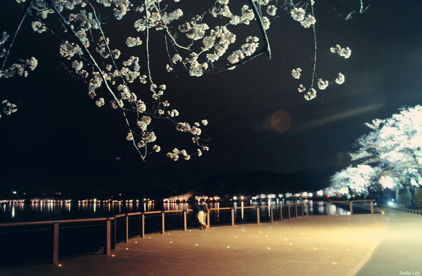 Sakura at Night