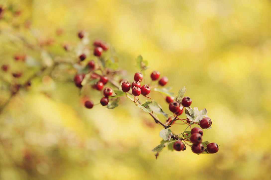 Autumn Berries