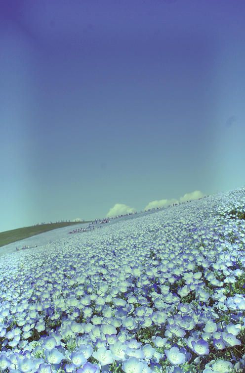 Hitachinaka Seaside Park