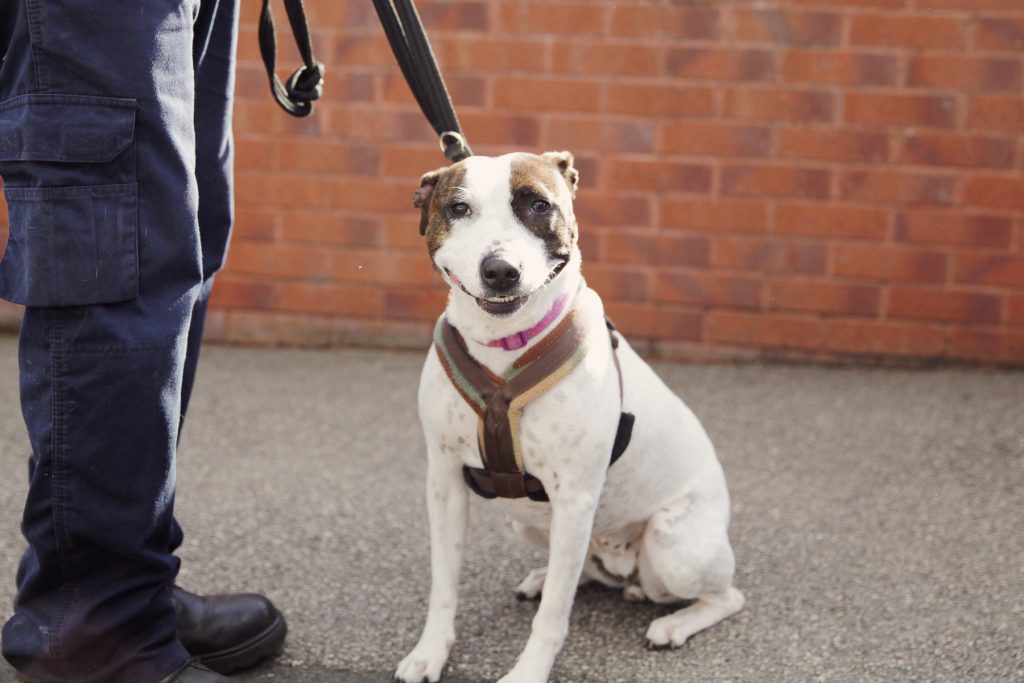 RSPCA Sheffield 10