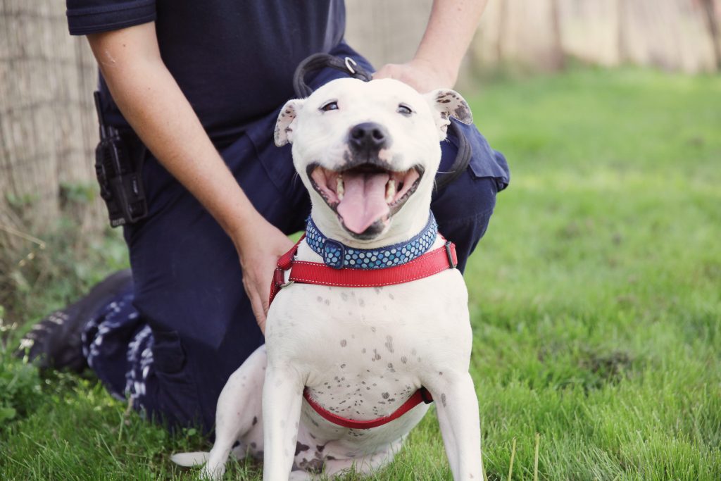 RSPCA Sheffield 3