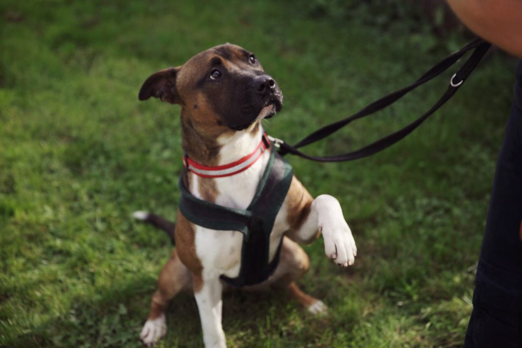 Sheffield RSPCA branch dogs and cats for adoption