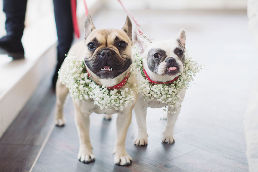 Frenchie flower girls