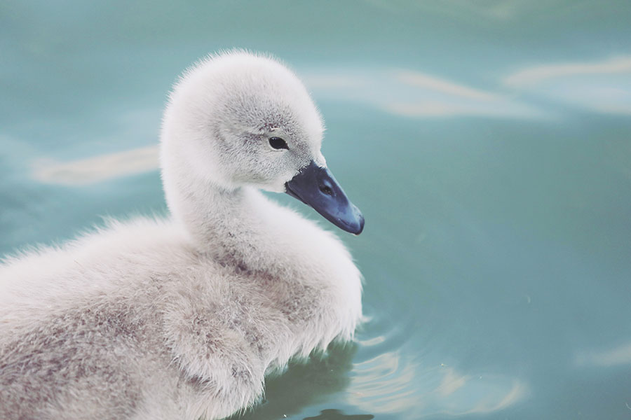 Cygnet
