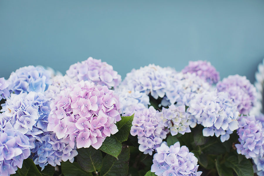 Pastel Hydrangeas