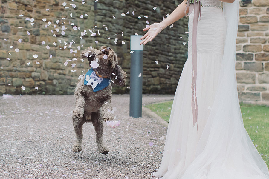 Dogs at Weddings 25
