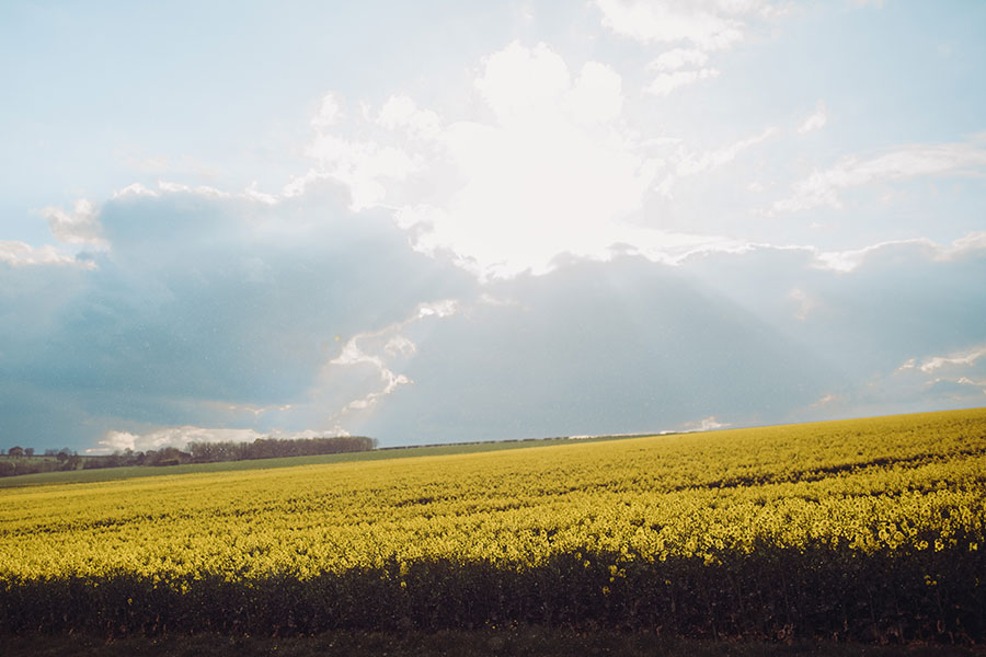 Rachael-Rapeseed 3