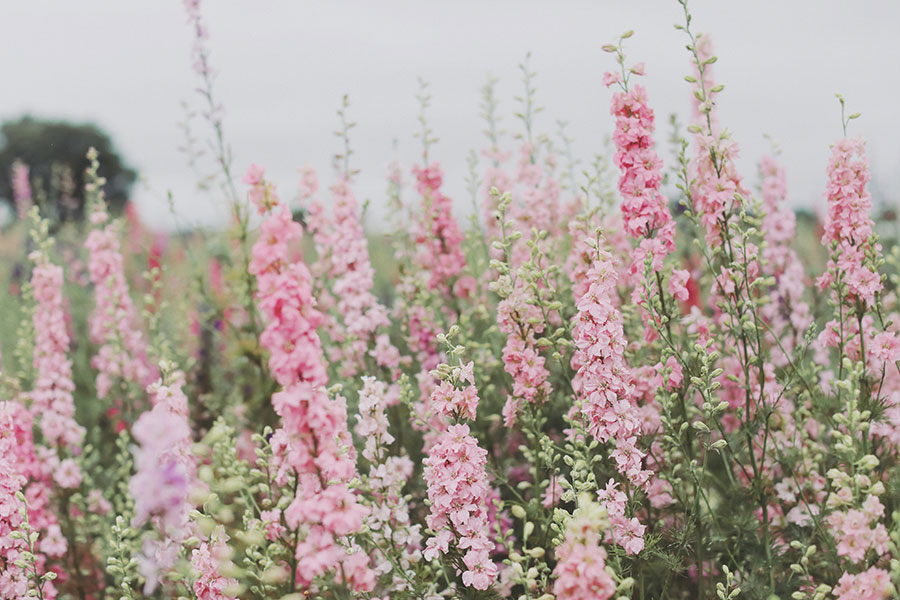 Confetti Fields Photoshoot with Mum ♡ Pershore 13 Confetti Field 1