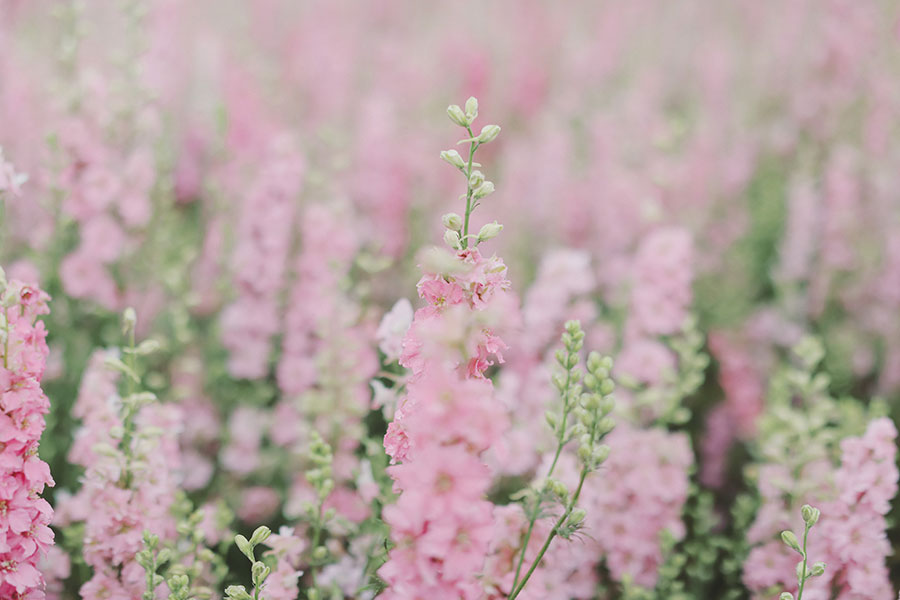 Confetti Fields Photoshoot with Mum ♡ Pershore 15 Confetti Field 2