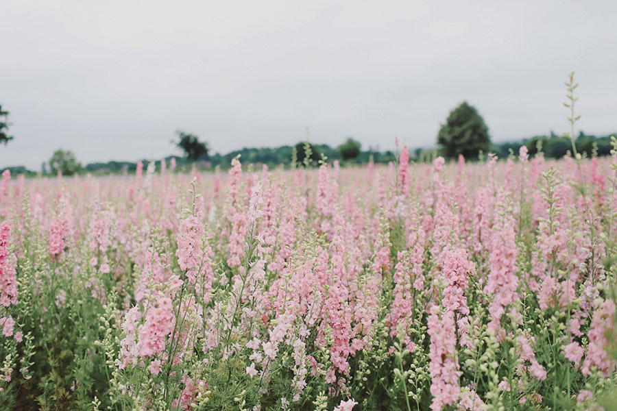 Confetti Fields Photoshoot with Mum ♡ Pershore 2 Confetti Field 3