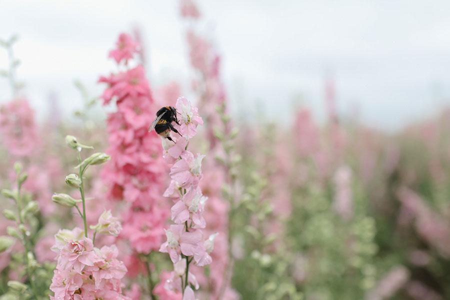 Confetti Fields Photoshoot with Mum ♡ Pershore 4 Confetti Field 4