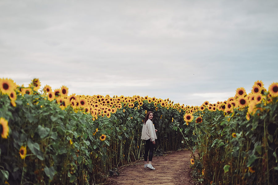 Sunflower Field photoshoot portrait | Little Wytheford Farm sunflowers photographer