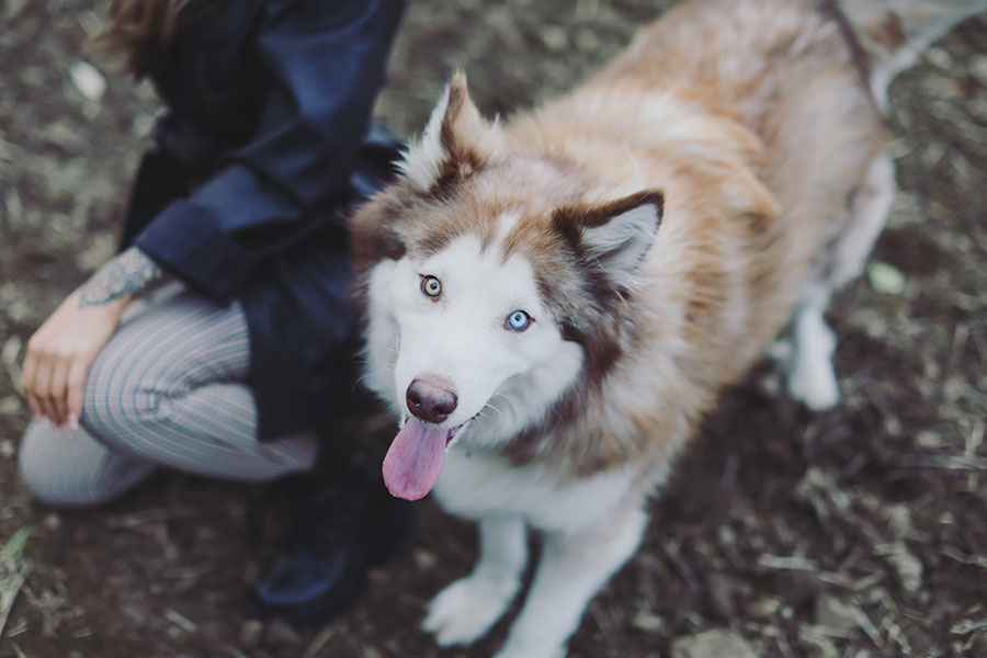 Charley & Kobie ♡ Pet Photography, Sheffield 4 Charley & Kobie 13